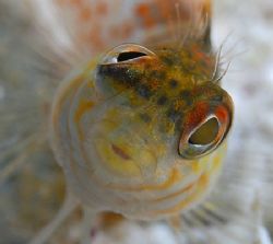 Head-on and up close view of a little Saddled Blenny. Nik... by Jim Chambers 